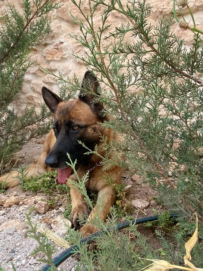 Farm Villa With Pets Εσαουίρα