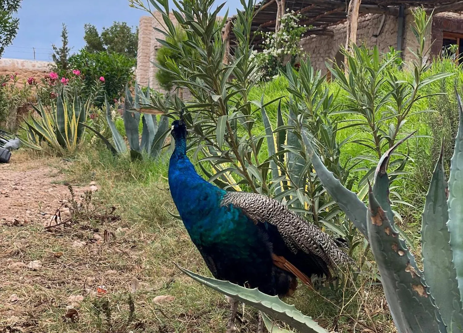 Farm Villa With Pets Εσαουίρα
